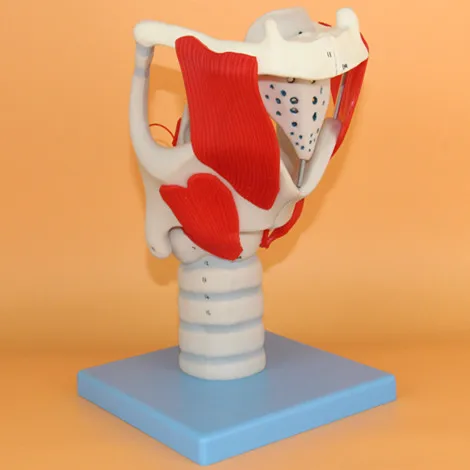 Модел увеличаване на структурата и функциите на човешкото гърлото Модел анатомия на ларинкса0