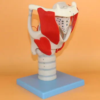 Модел увеличаване на структурата и функциите на човешкото гърлото Модел анатомия на ларинкса